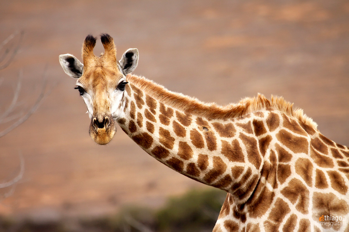 safari na africa do sul - south african safari giraff - girafa