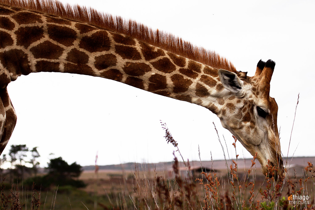 safari na africa do sul - south african safari girafa