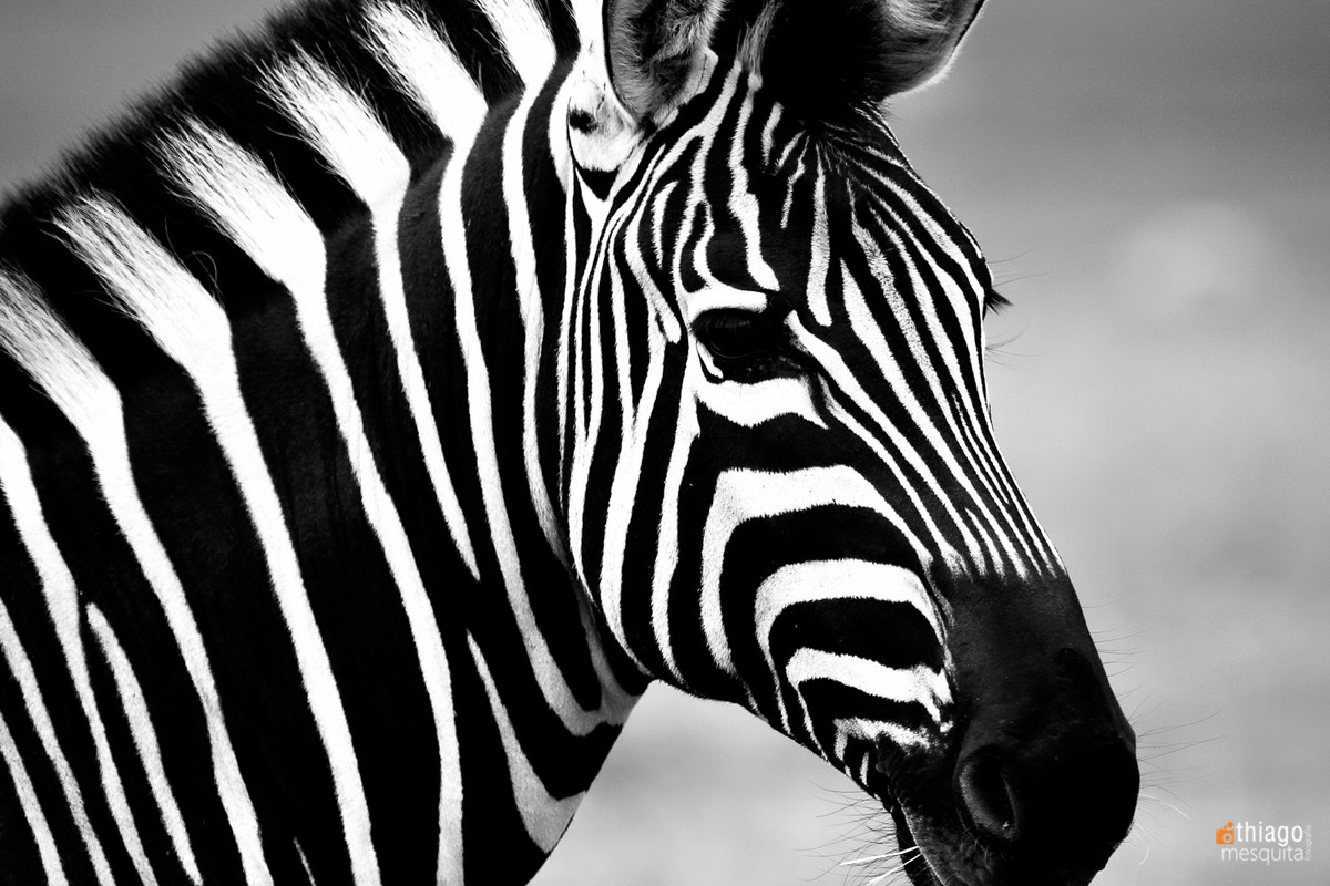 safari na africa do sul - south african safari zebra