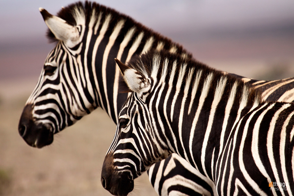safari na africa do sul - south african safari zebra
