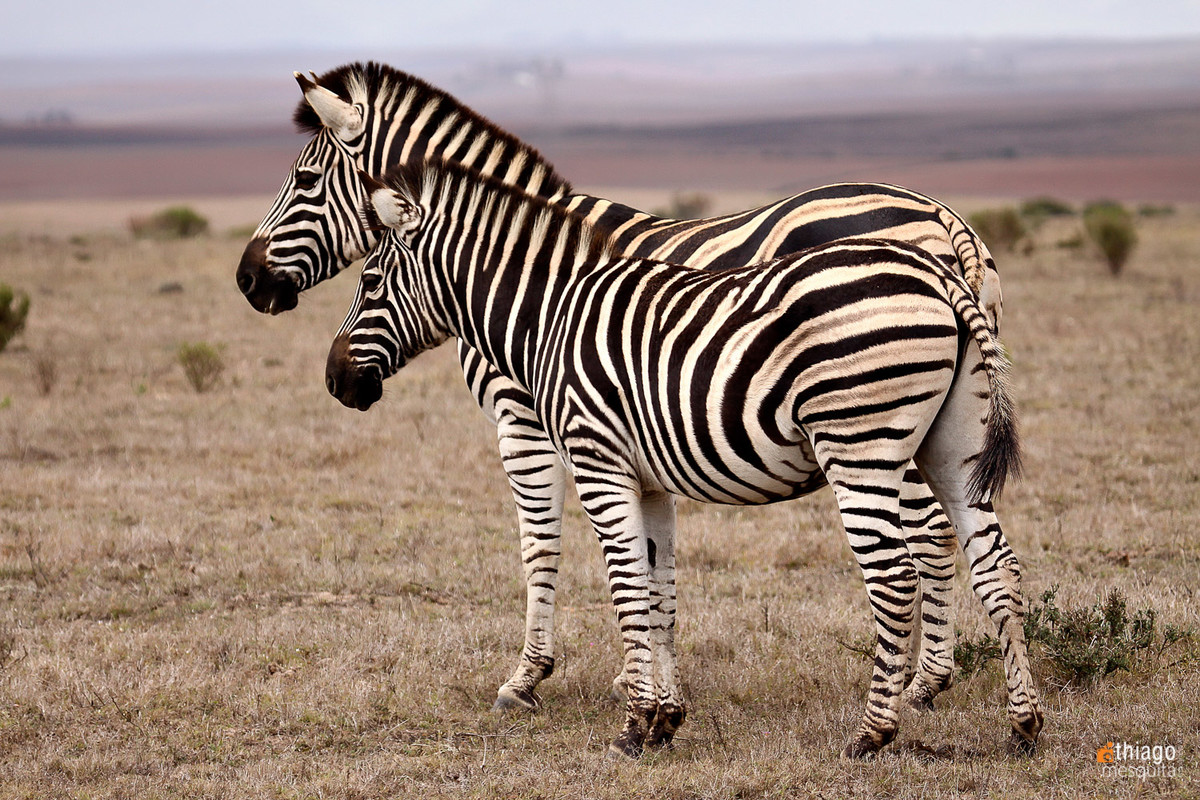 zebra safari na africa do sul - south african safari