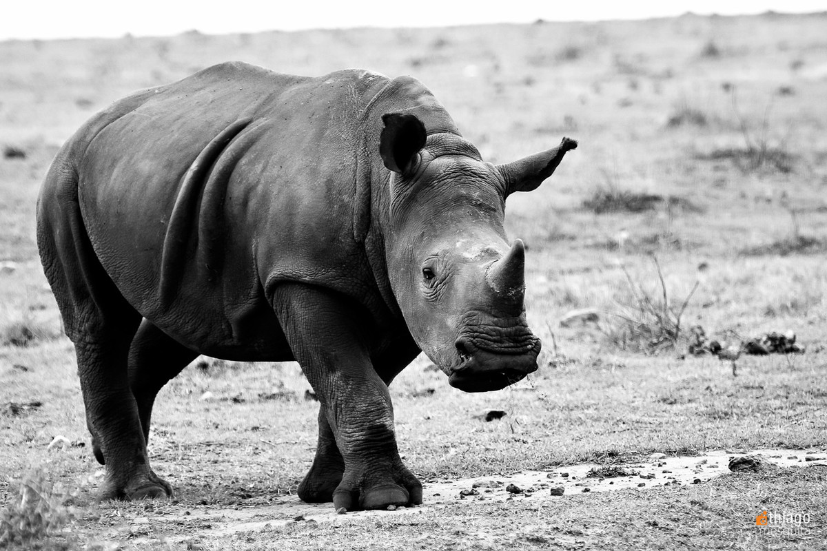 hipopótamo - safari na africa do sul - south african safari