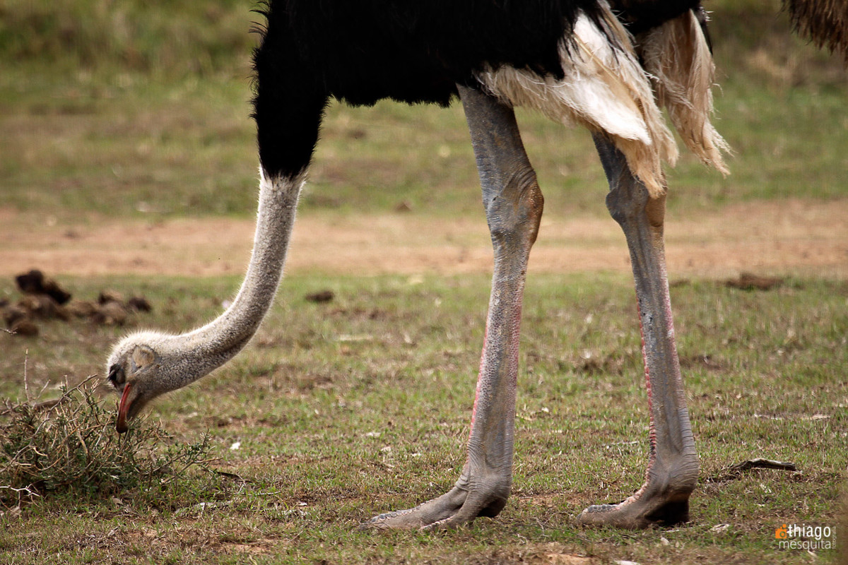 ostrich in south africa