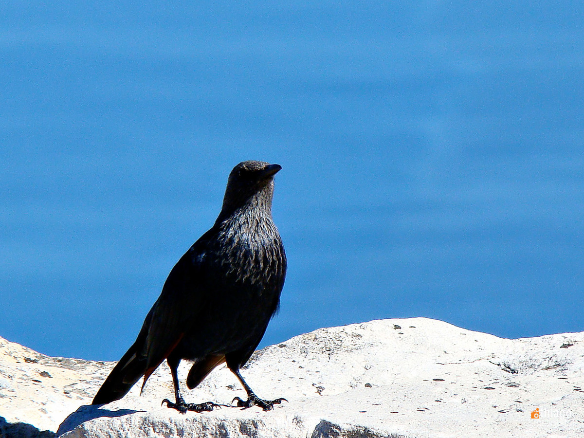 passaro negro africano