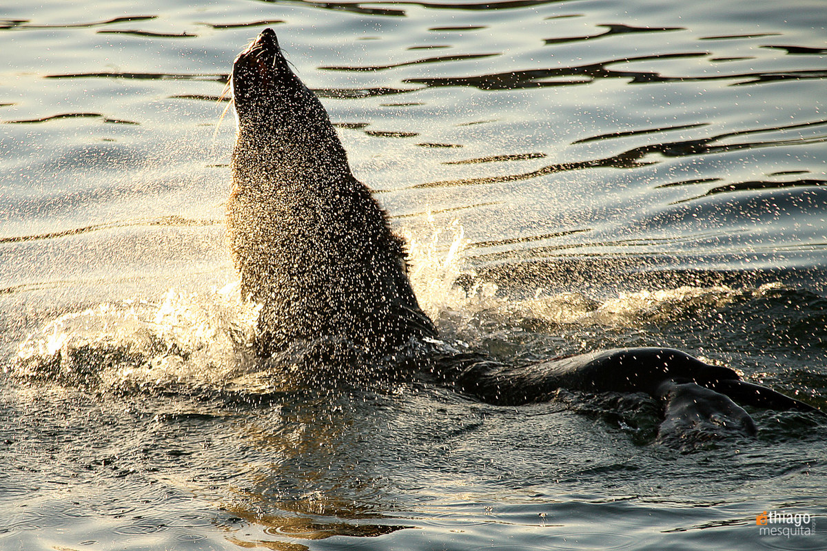 foca na áfrica