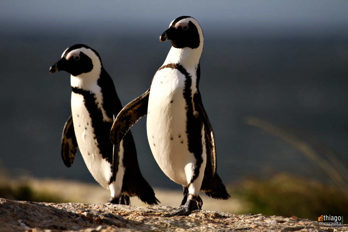 cape town penguins - pinguins na cidade do cabo