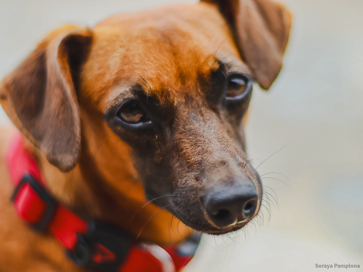 Fotografia Documental e Afetiva de Pet no RJ