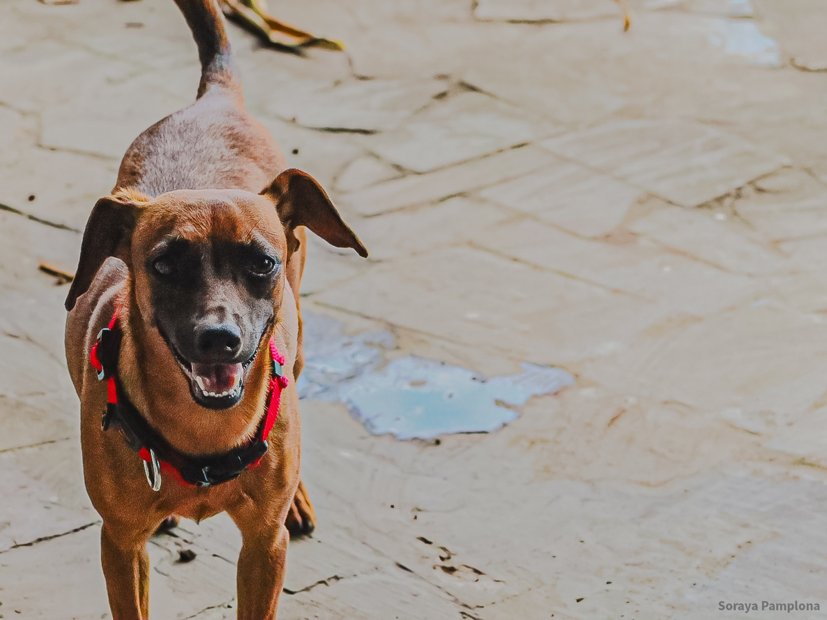 Fotografia Documental e Afetiva de Pet no RJ