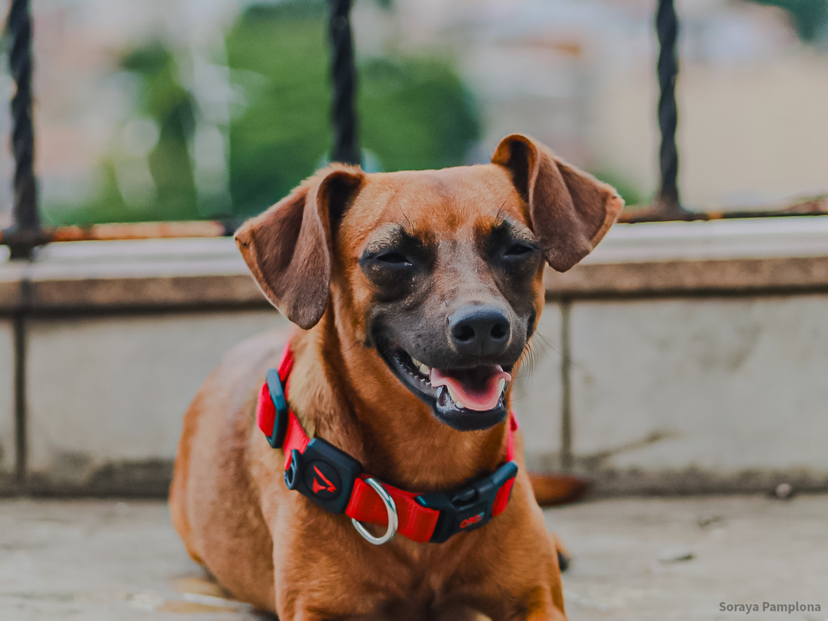 Fotografia Documental e Afetiva de Pet no RJ