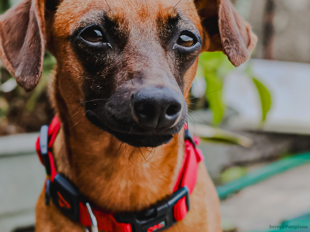 Fotografia Documental e Afetiva de Pet no RJ
