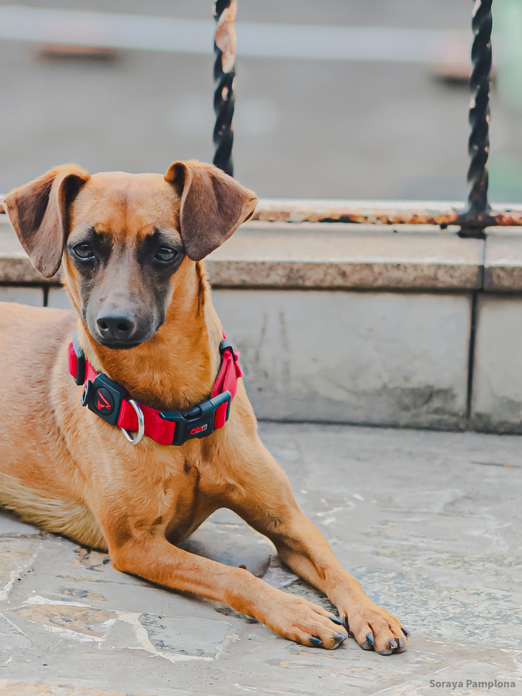 Fotografia Documental e Afetiva de Pet no RJ