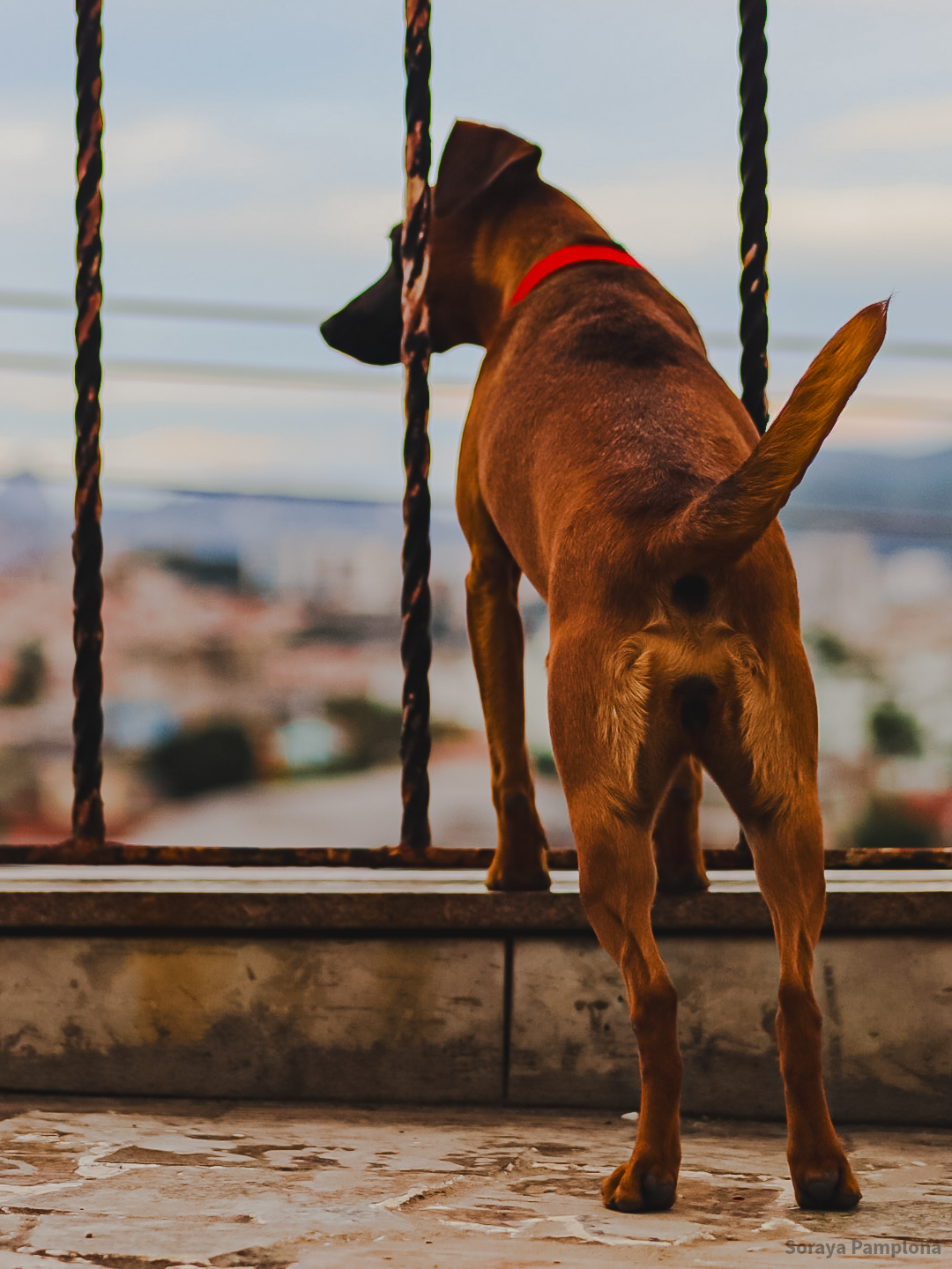 Fotografia Documental e Afetiva de Pet no RJ