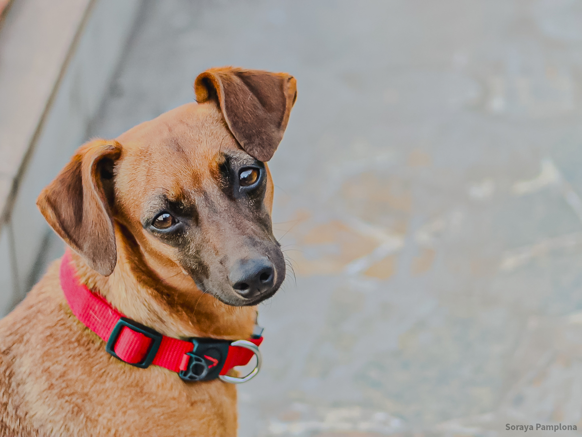 Fotografia Documental e Afetiva de Pet no RJ