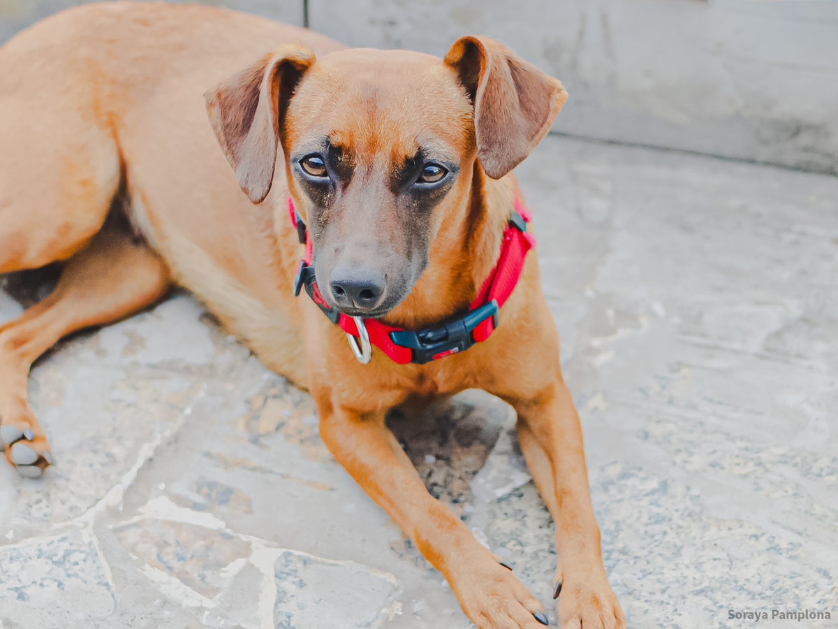 Fotografia Documental e Afetiva de Pet no RJ