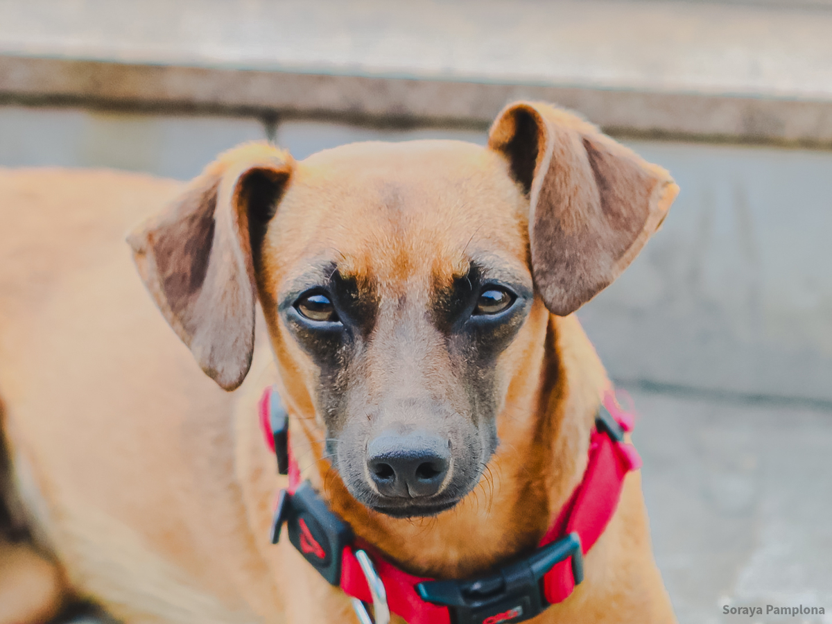 Fotografia Documental e Afetiva de Pet no RJ
