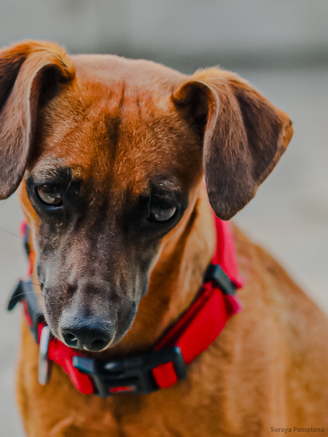 Fotografia Documental e Afetiva de Pet no RJ