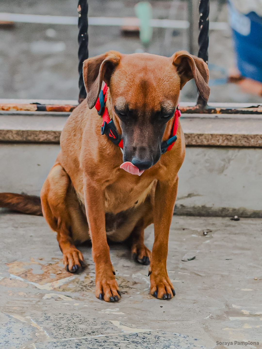 Fotografia Documental e Afetiva de Pet no RJ