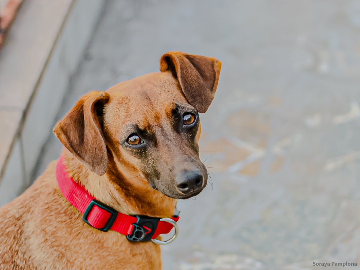 Fotografia Documental e Afetiva de Pet no RJ