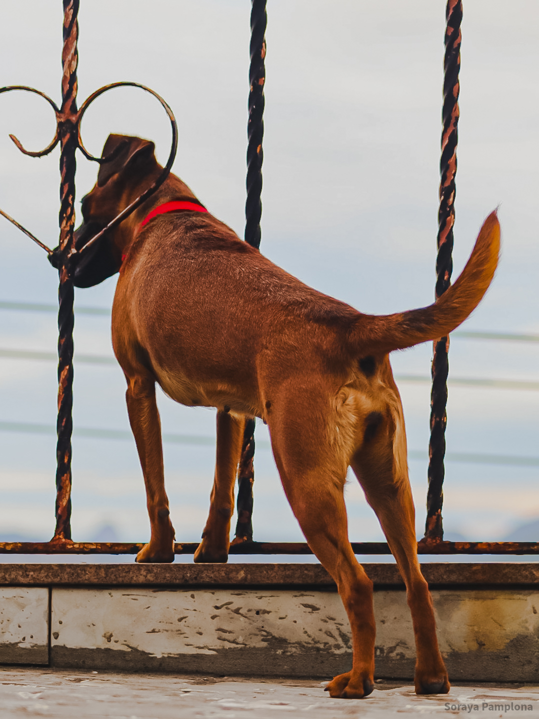 Fotografia Documental e Afetiva de Pet no RJ