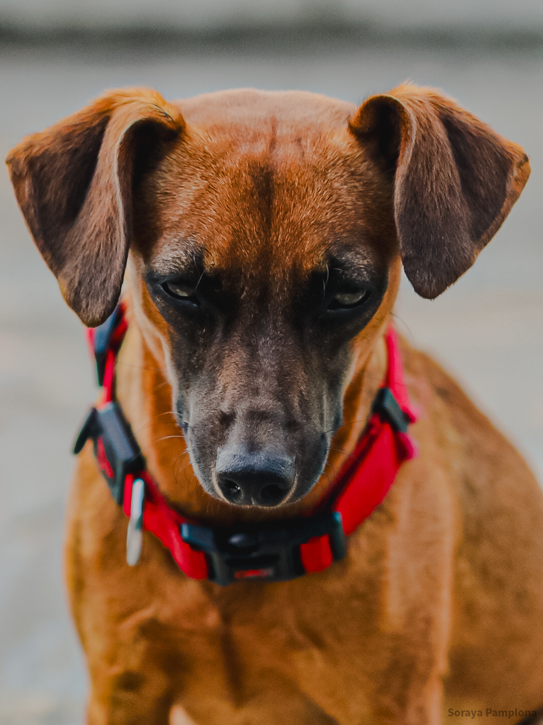 Fotografia Documental e Afetiva de Pet no RJ