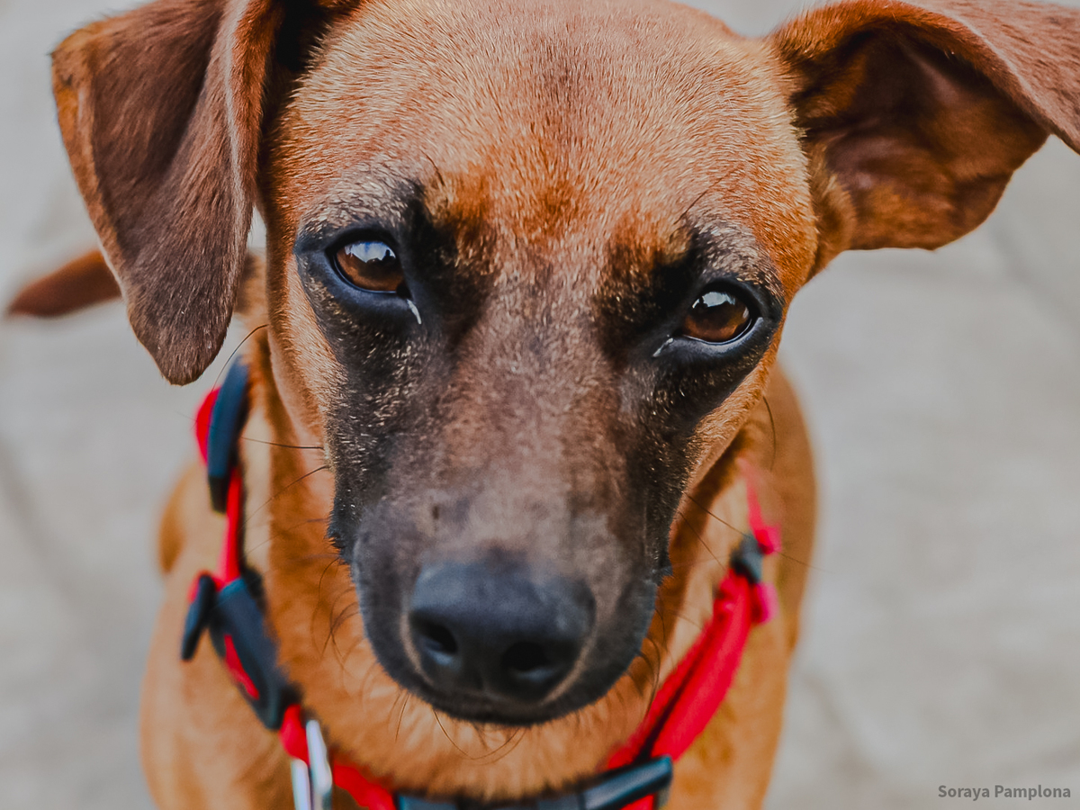 Fotografia Documental e Afetiva de Pet no RJ