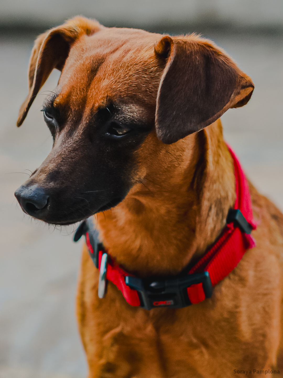 Fotografia Documental e Afetiva de Pet no RJ