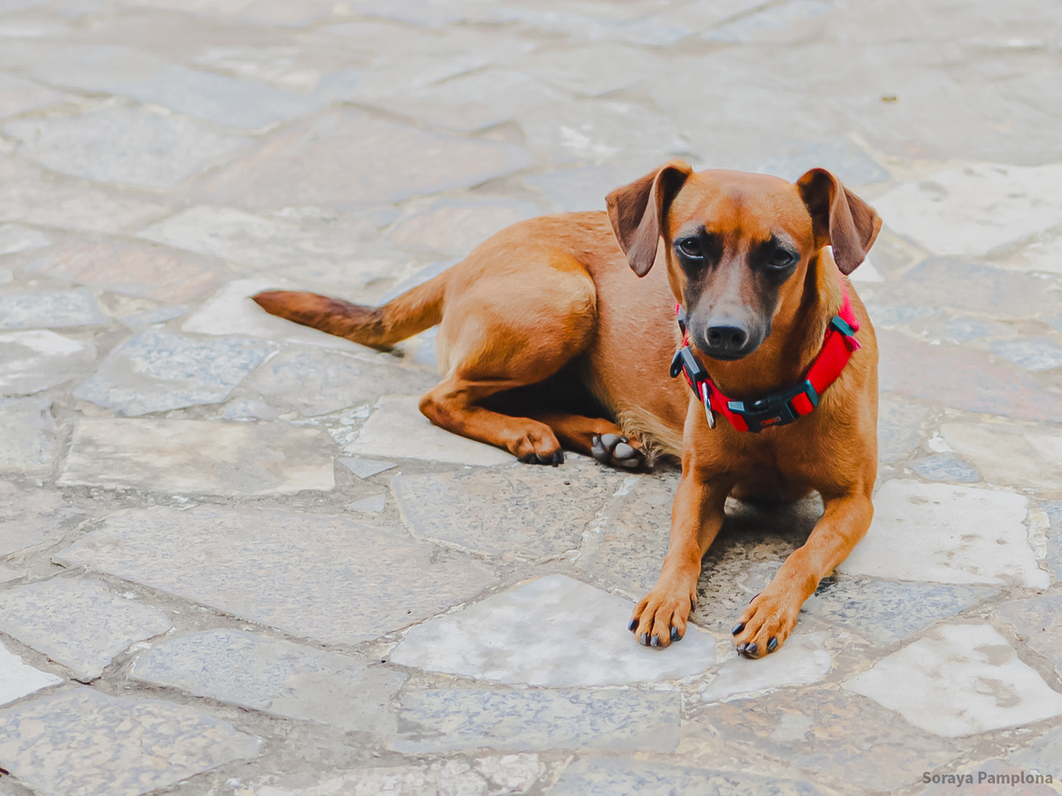 Fotografia Documental e Afetiva de Pet no RJ