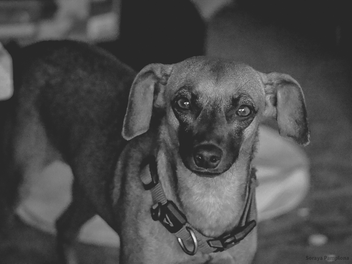 Fotografia Documental e Afetiva de Pet no RJ