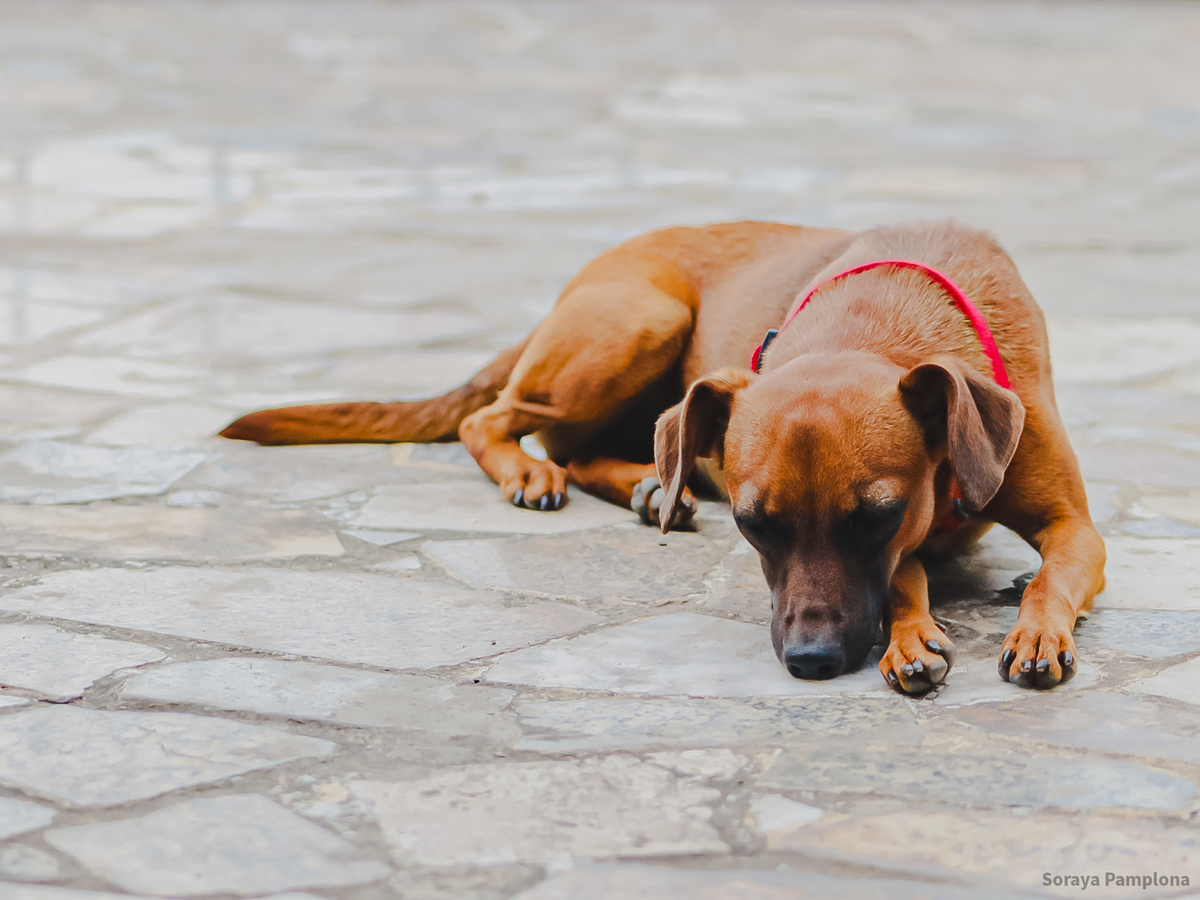 Fotografia Documental e Afetiva de Pet no RJ