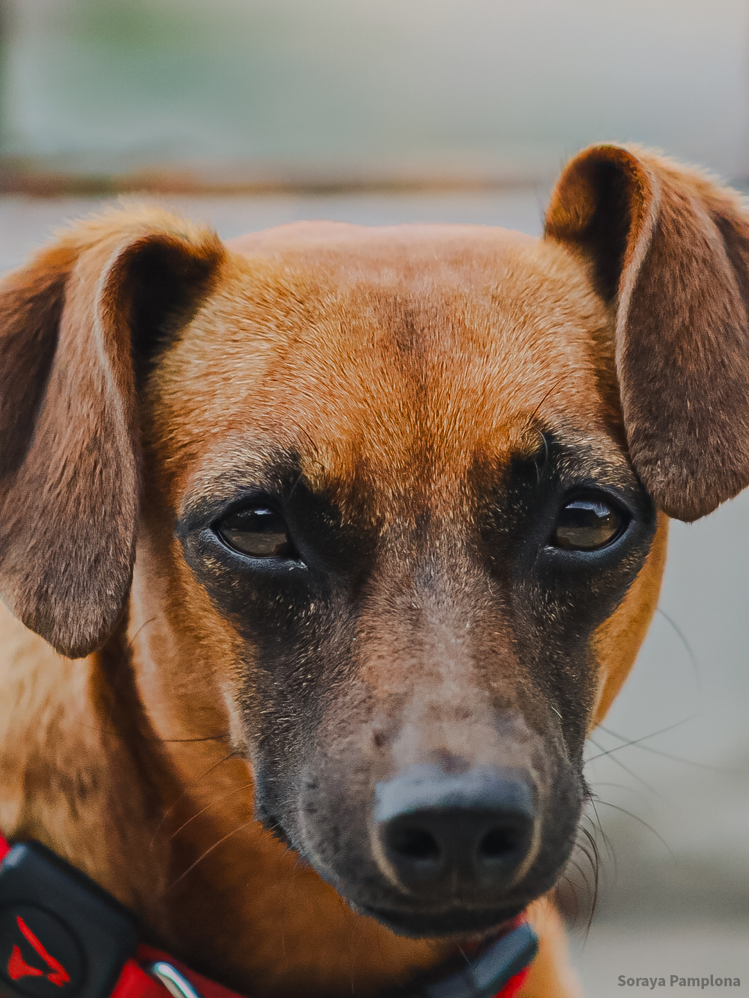 Fotografia Documental e Afetiva de Pet no RJ