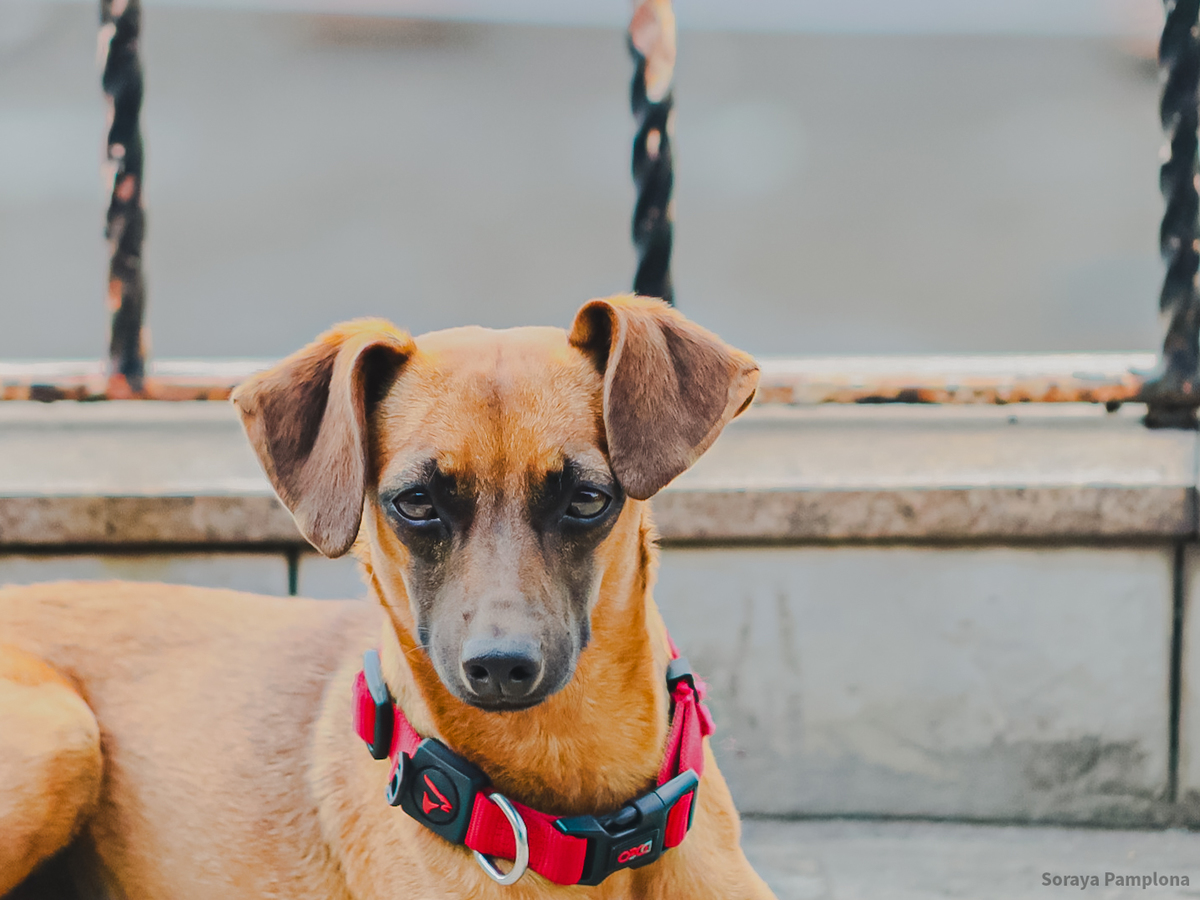 Fotografia Documental e Afetiva de Pet no RJ