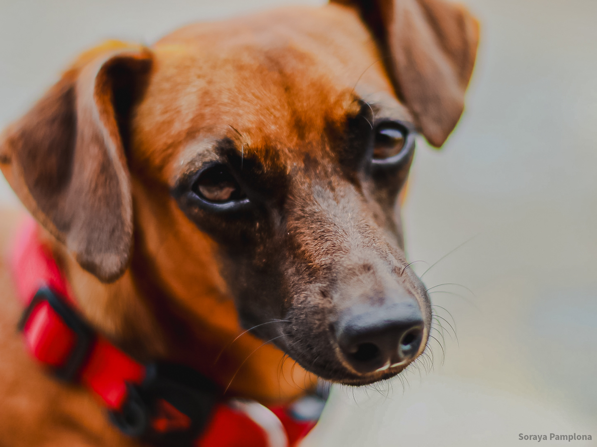 Fotografia Documental e Afetiva de Pet no RJ