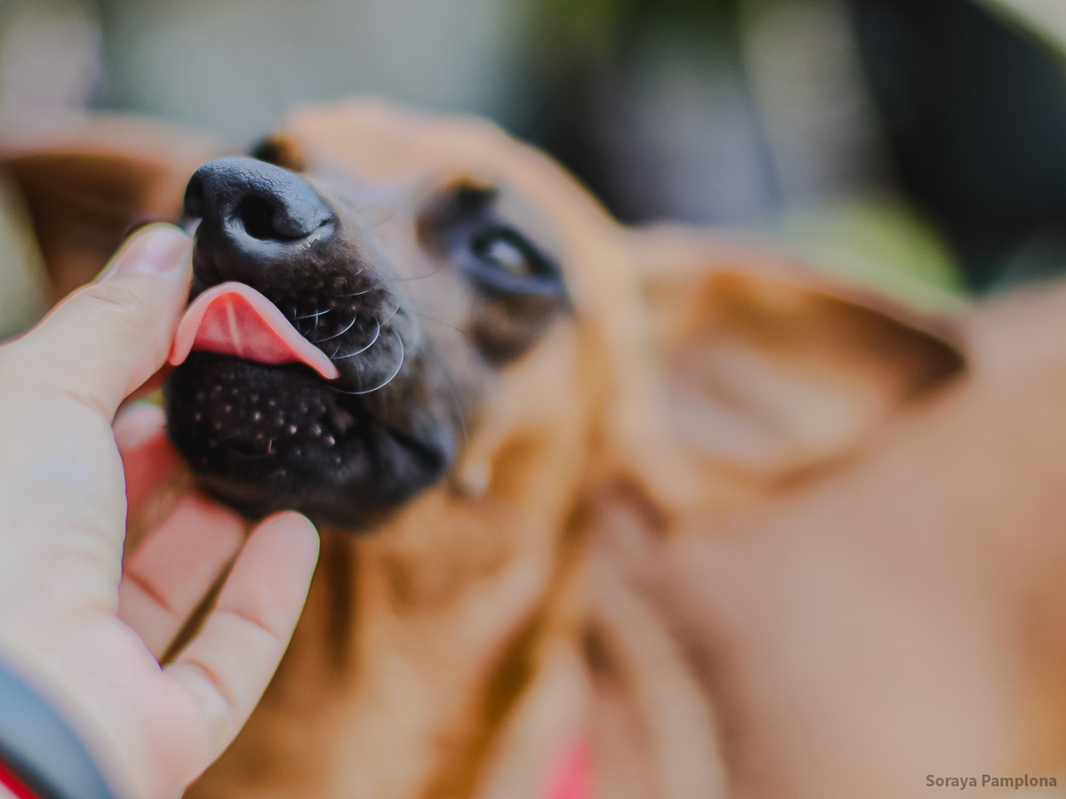 Fotografia Documental e Afetiva de Pet no RJ