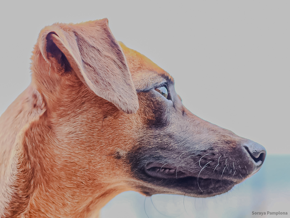 Fotografia Documental e Afetiva de Pet no RJ