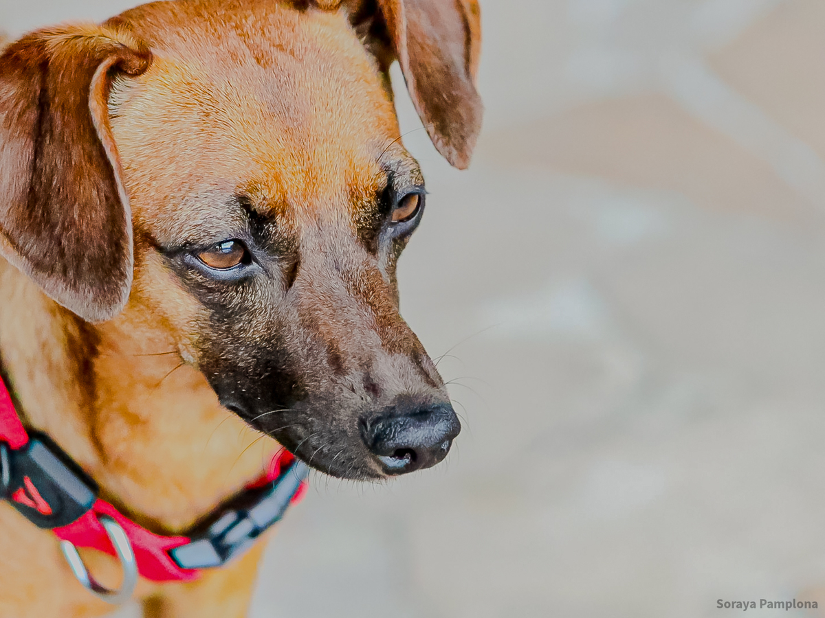 Fotografia Documental e Afetiva de Pet no RJ
