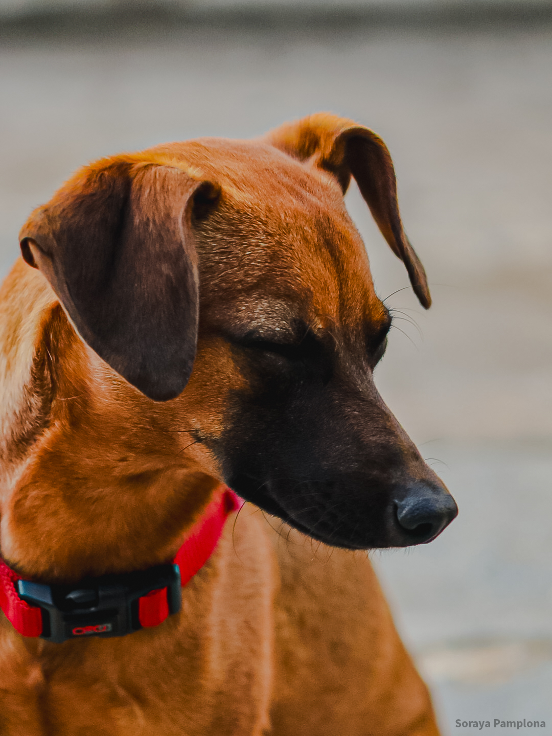 Fotografia Documental e Afetiva de Pet no RJ