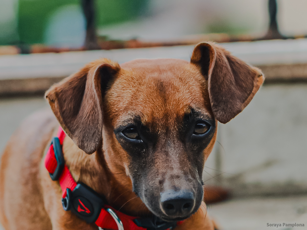 Fotografia Documental e Afetiva de Pet no RJ