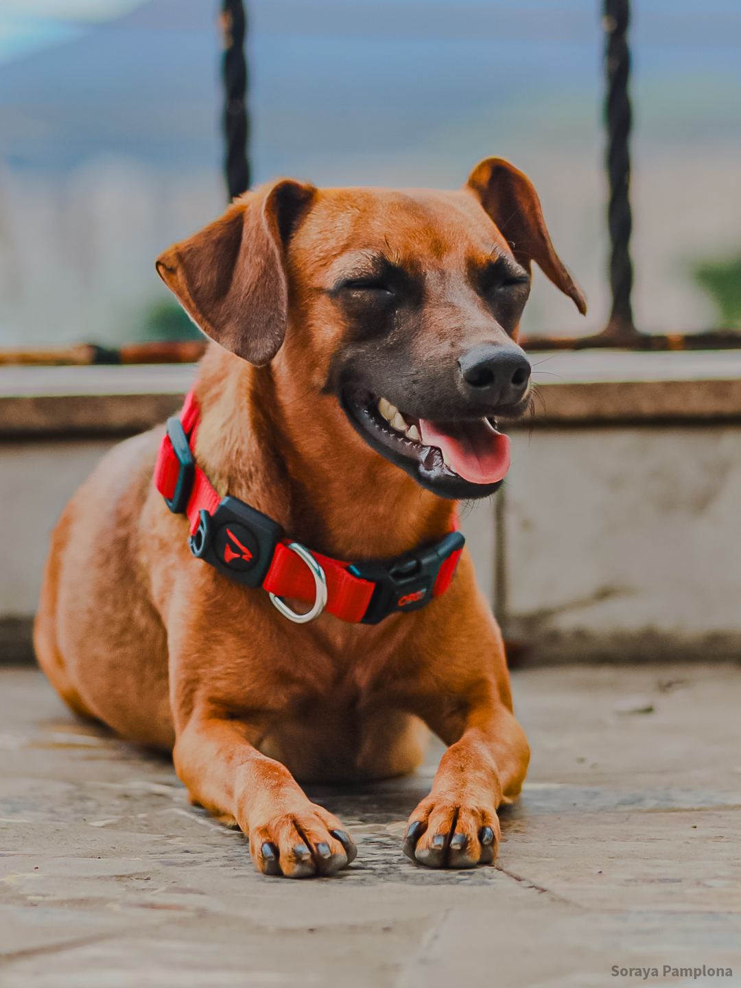 Fotografia Documental e Afetiva de Pet no RJ
