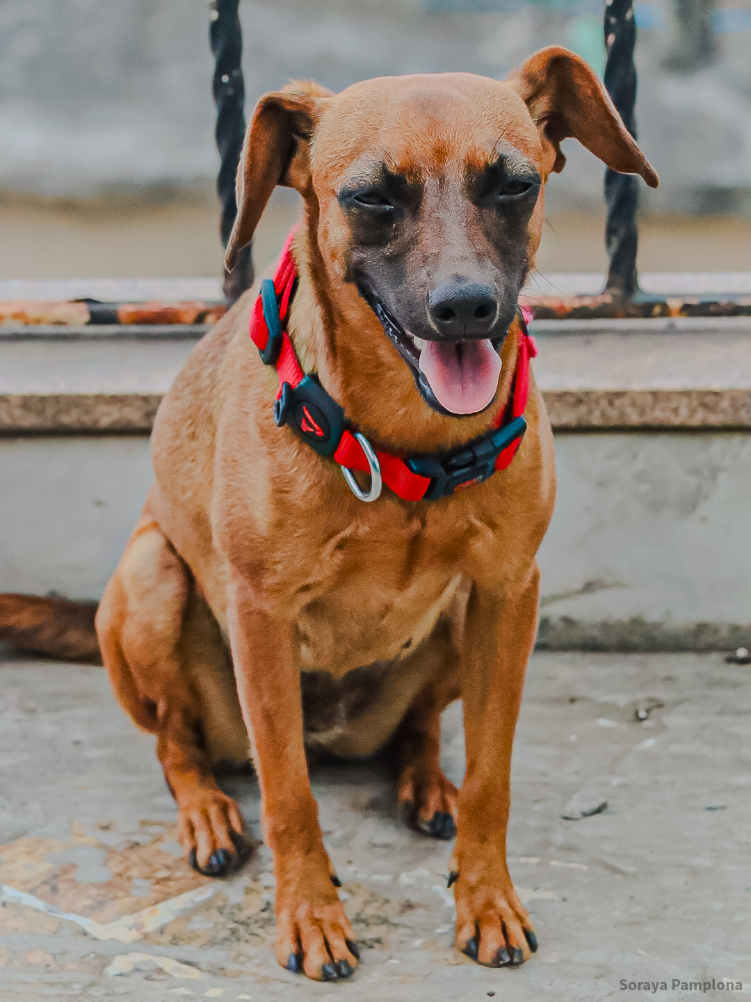 Fotografia Documental e Afetiva de Pet no RJ