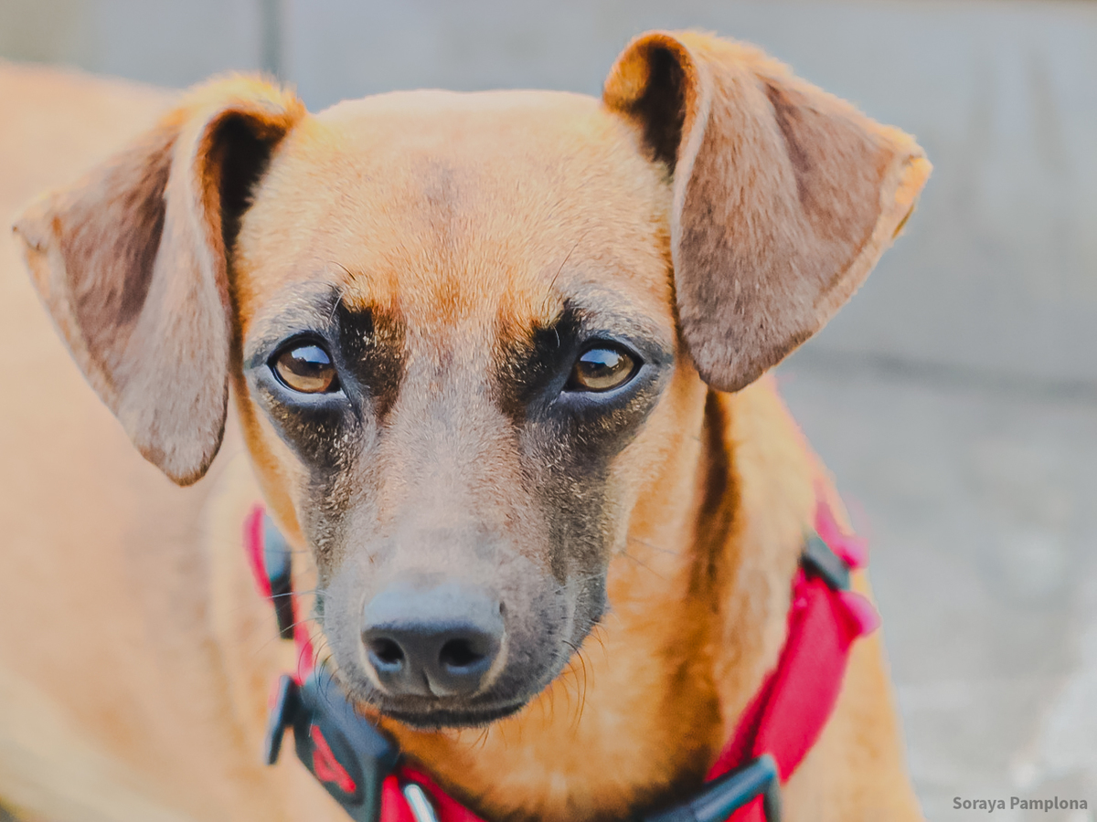 Fotografia Documental e Afetiva de Pet no RJ