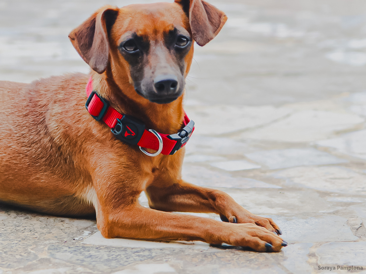 Fotografia Documental e Afetiva de Pet no RJ