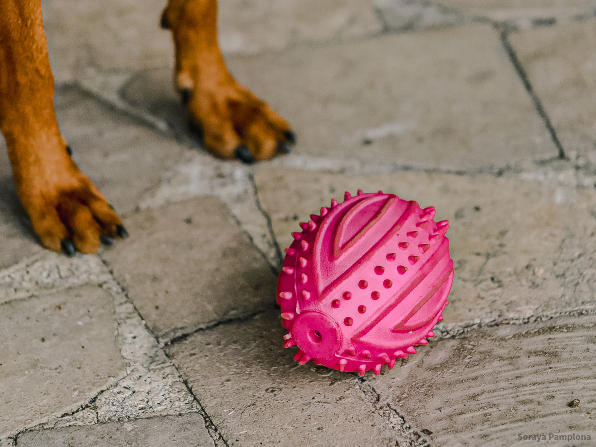 Fotografia Documental e Afetiva de Pet no RJ