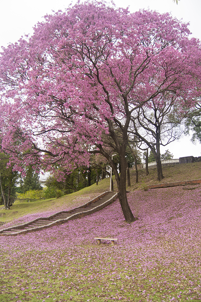 Parque Urquiza- Paraná