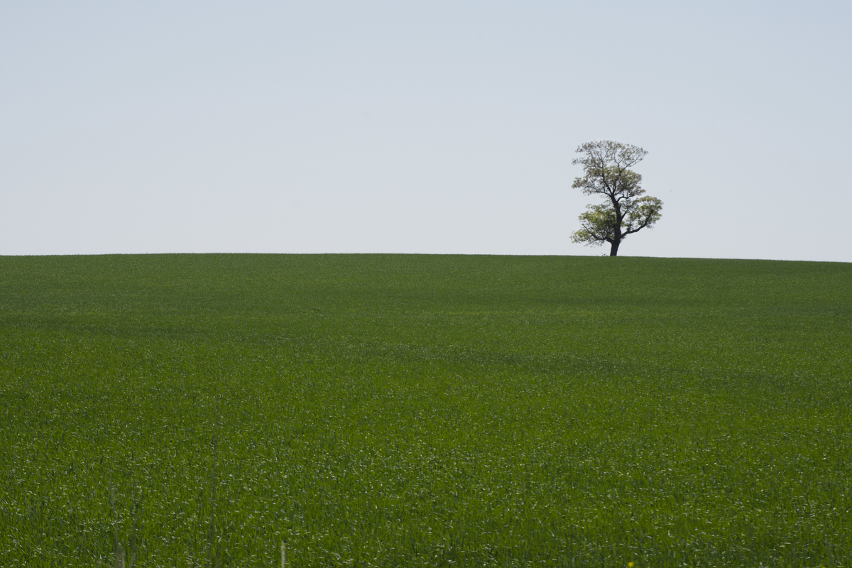 Campo entrerriano- zona Las Cuevas