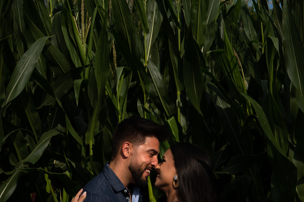 dentro do milho Pre-casamento Casal lindo Sao Miguel Açores 