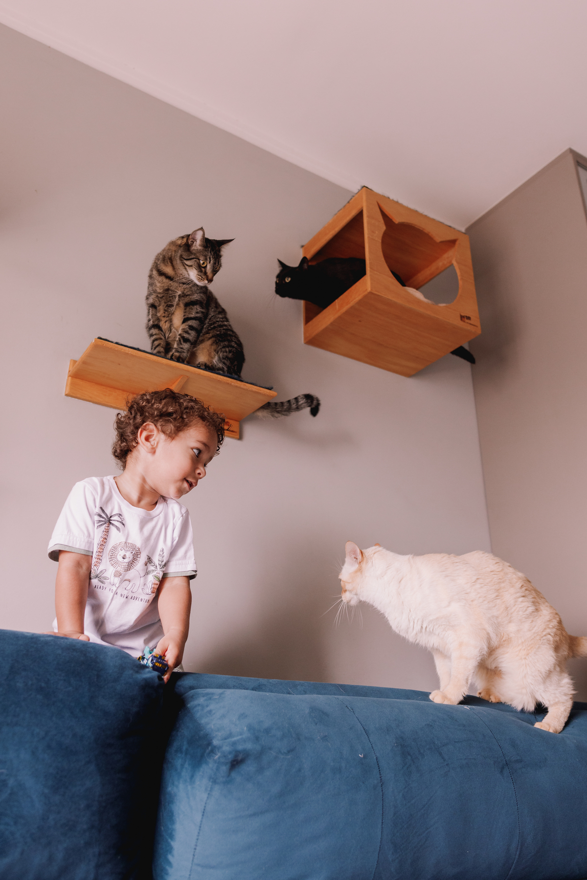 ensaio em família em casa com gatos ribeirao preto 