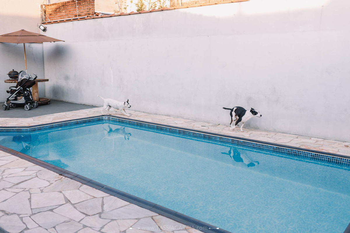 cachorro correndo em volta de piscina