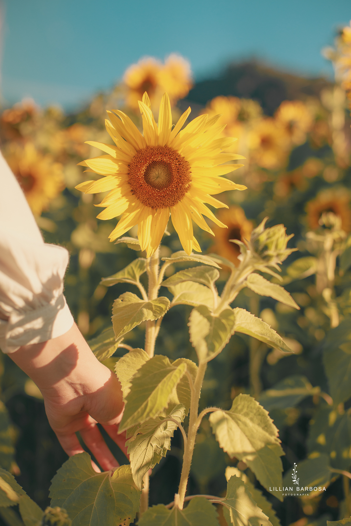 ensaio-girassois-fotografa-de-lauro-muller