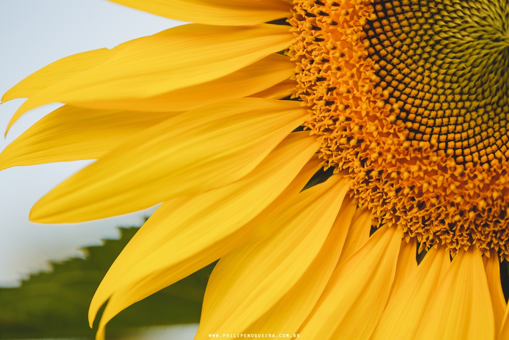 Fotografia macro de Girassol pelo fotografo Philipe Nogueira Brasília Df