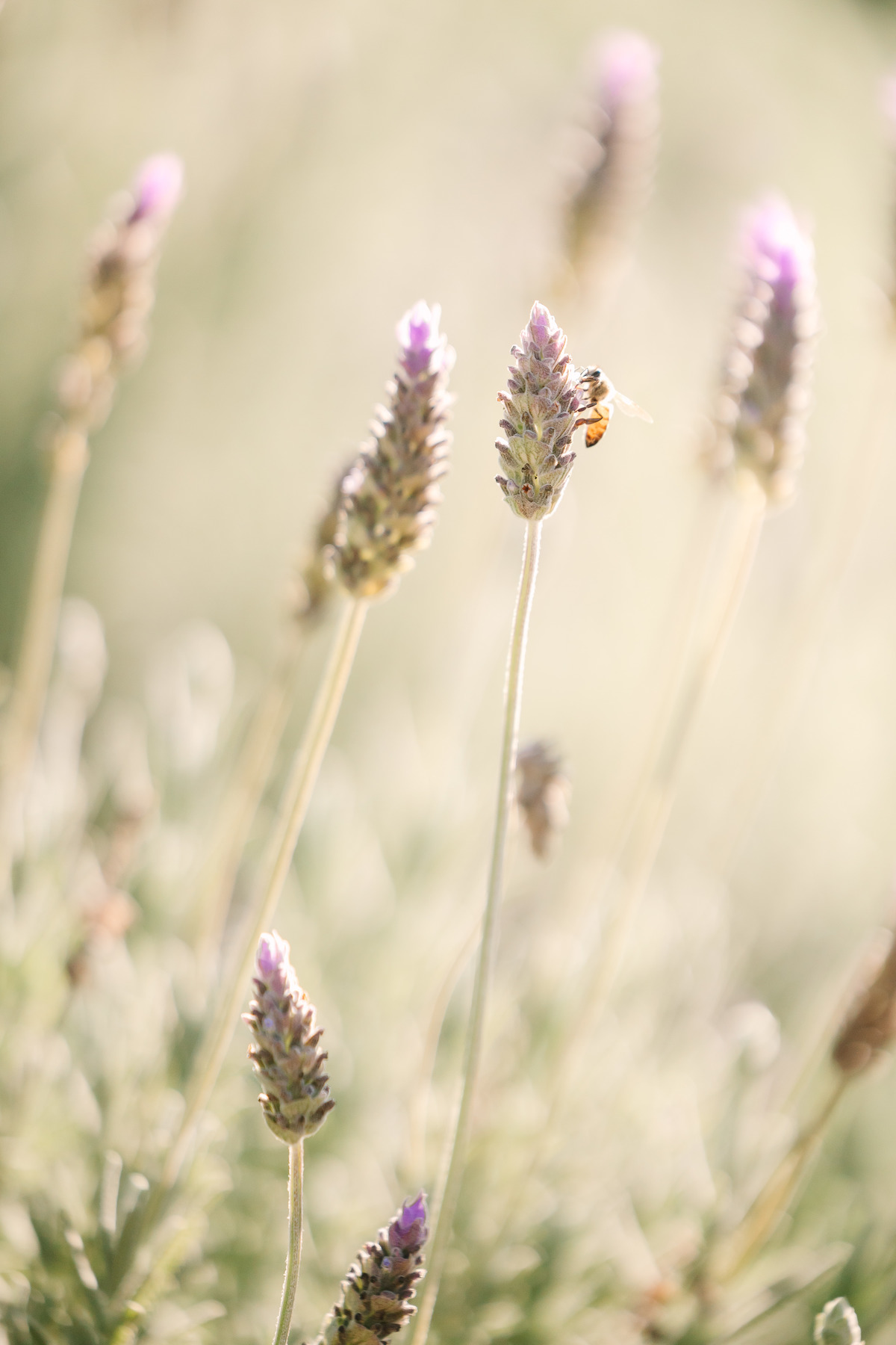Ensaio de casal na Vinícola Casa Vitor, próximo a Brasília. Fotos da Marcella e do Henrique entre vinhedos, com luz natural e clima romântico. Fotografia de casal com estilo autoral, leve e espontâneo, em cenário elegante e diferente do tradicional.